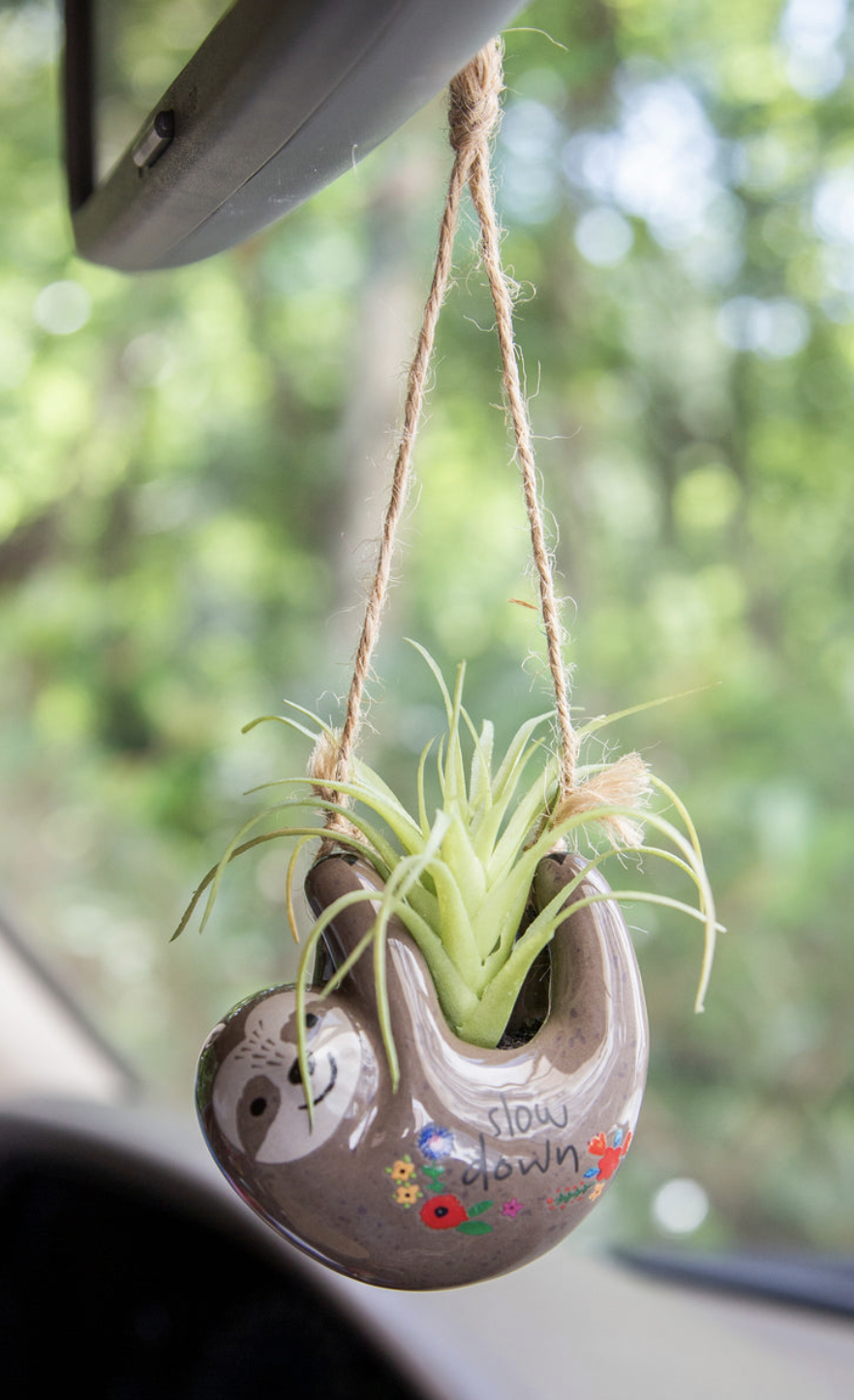 Mini Hanging Succulent- Grey Sloth